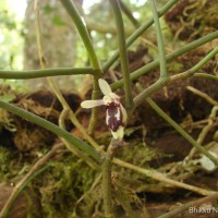 Luisia tenuifolia Blume